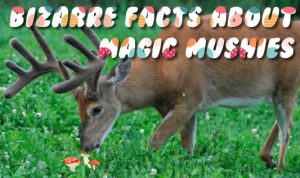 Bizarre facts about magic mushies