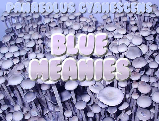 Blue Meanies Panaeolus Cyanescens