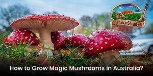 How to Grow Magic Mushrooms in Australia