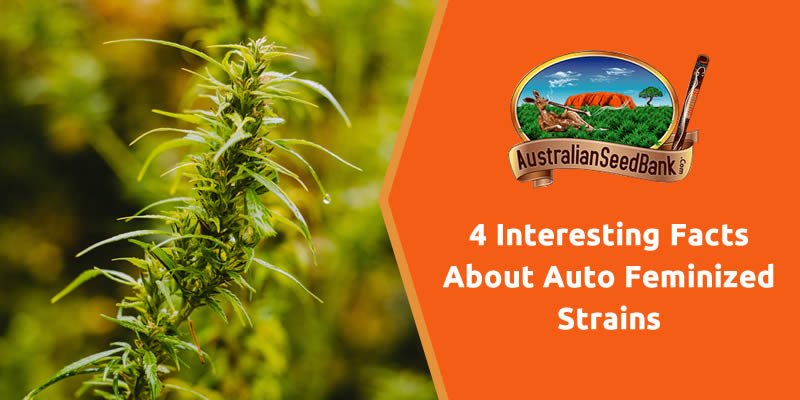 4 Interesting Facts About Auto Feminized Strains