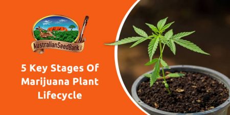 5 Key Stages Of Marijuana Plant Lifecycle - Australian Seed Bank