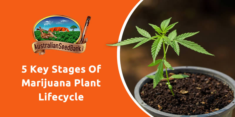 5 Key Stages Of Marijuana Plant Lifecycle