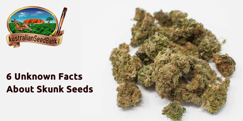 6 Unknown Facts About Skunk Seeds