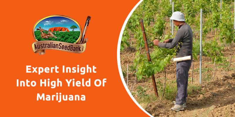 Expert Insight into High Yield of Marijuana