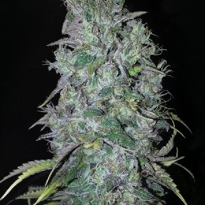 hydro seeds for sale