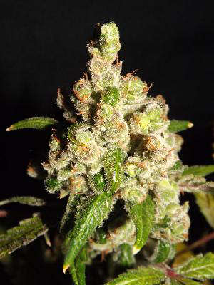 strawberry cough marijuana seeds