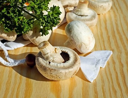 Procedure for Growing Mushroom Spores