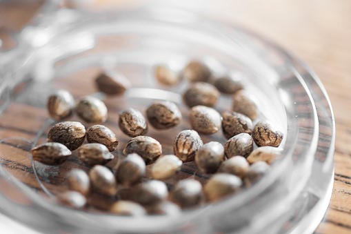 Health Benefits of Quality Marijuana Seeds