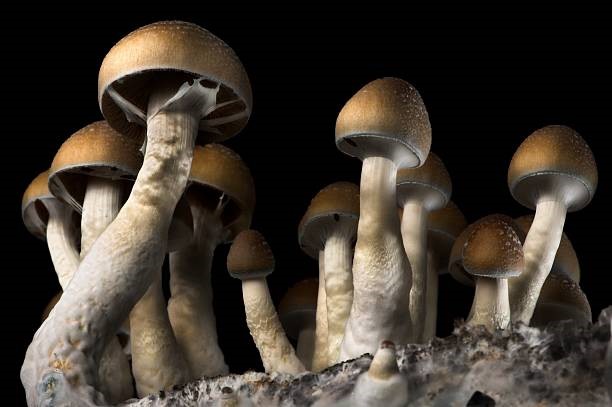 Magic Mushrooms Grow In Your Home