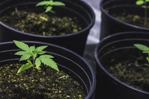 Cannabis Plant Pot