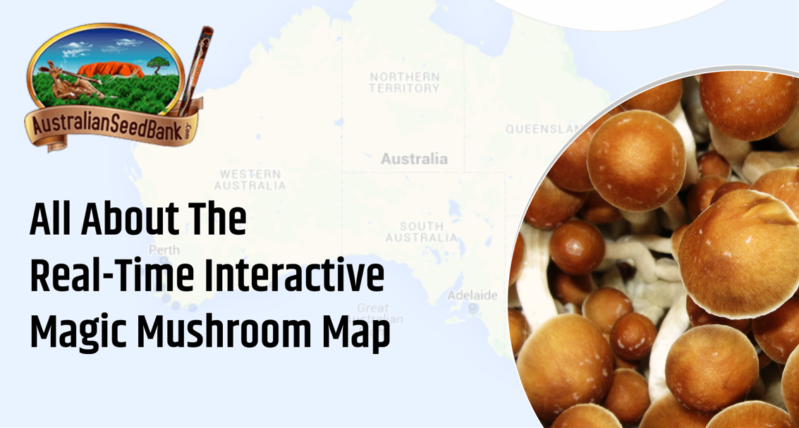 Real-Time Interactive Magic Mushroom Map