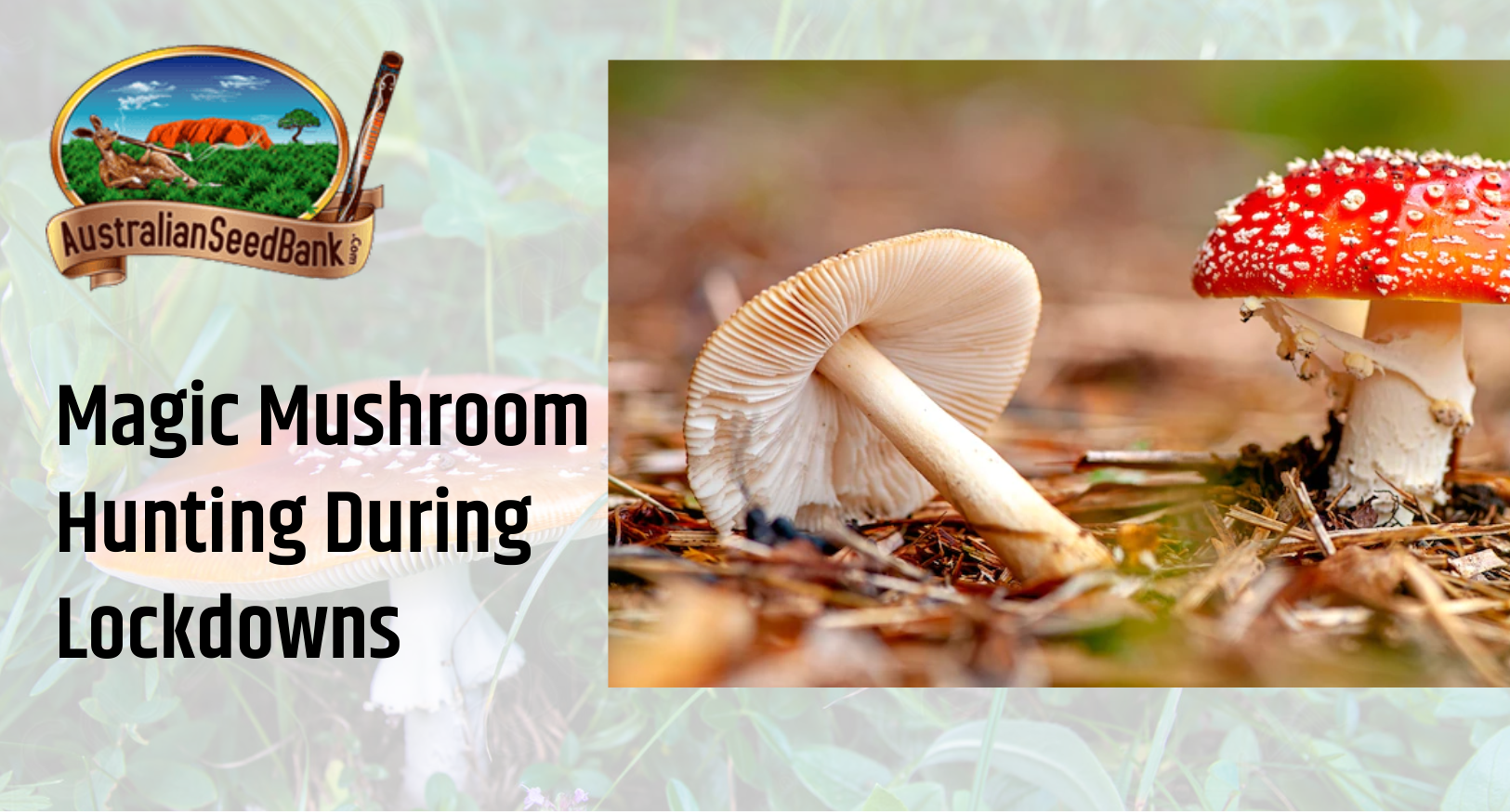 Magic Mushroom Hunting during Lockdowns
