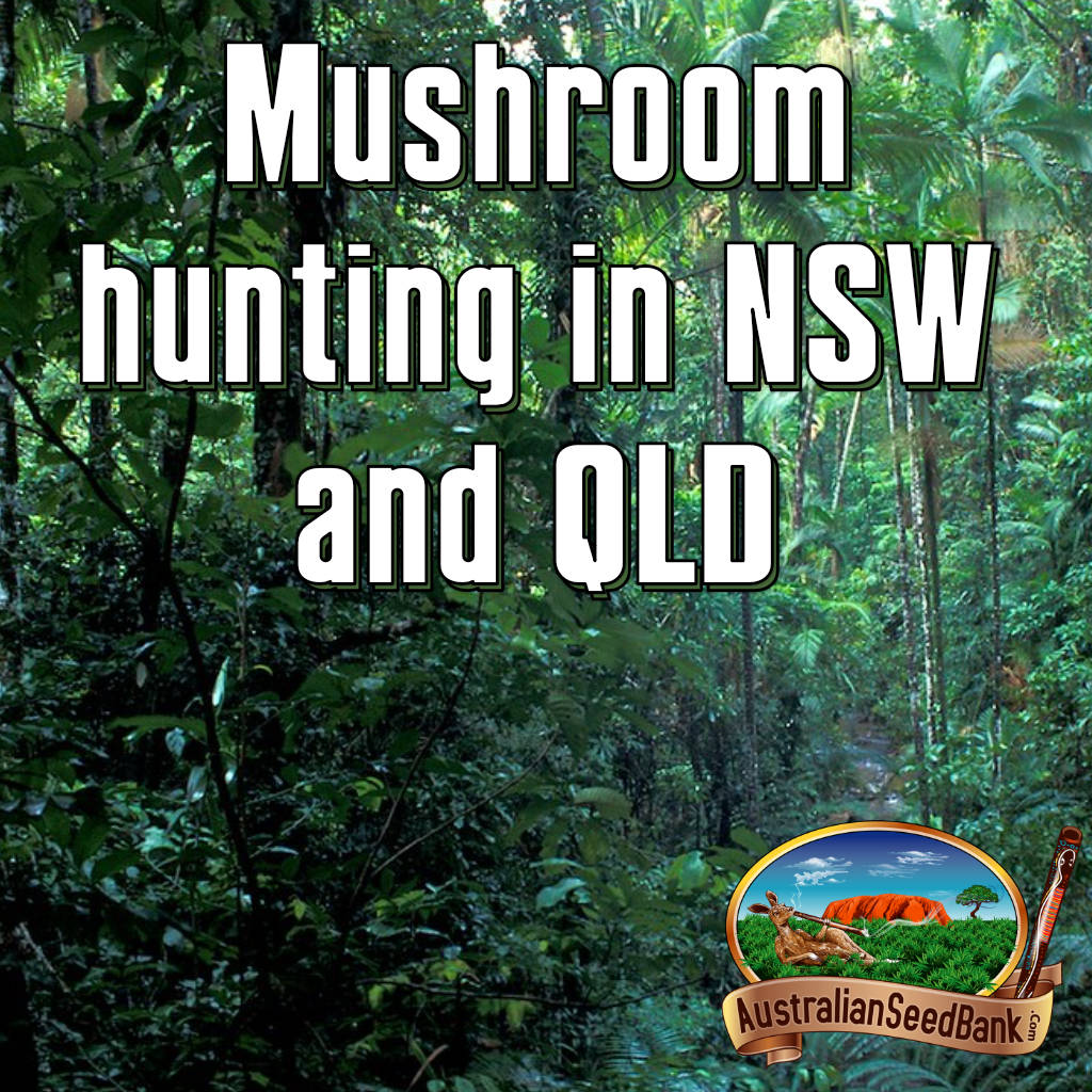 Mushroom hunting in NSW and QLD