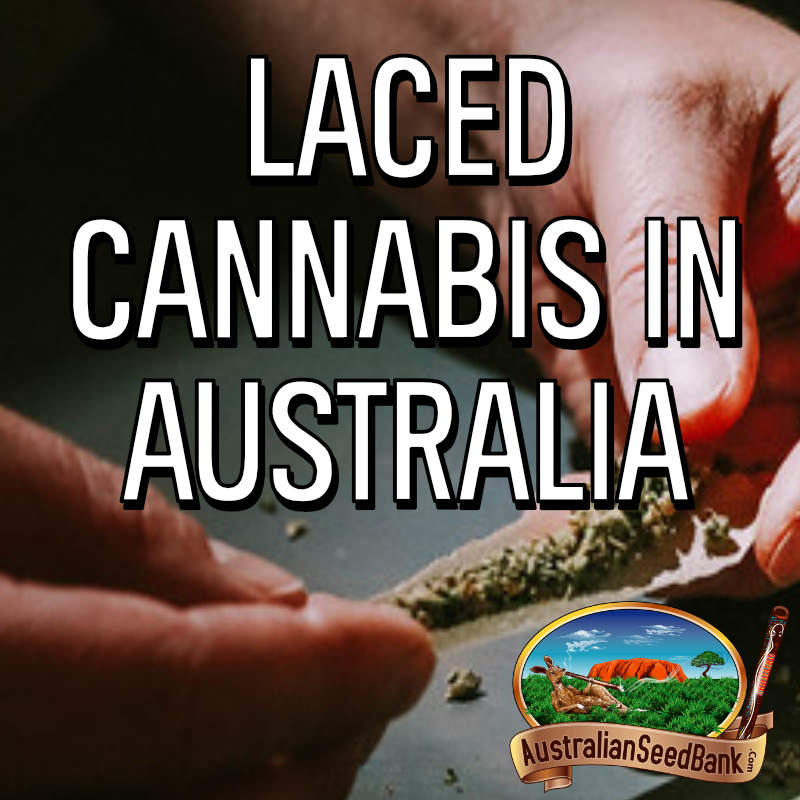 Laced Cannabis in Australia