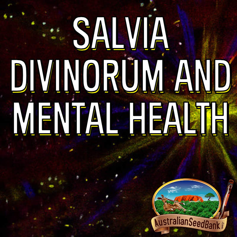 Salvia Divinorum Mental Health