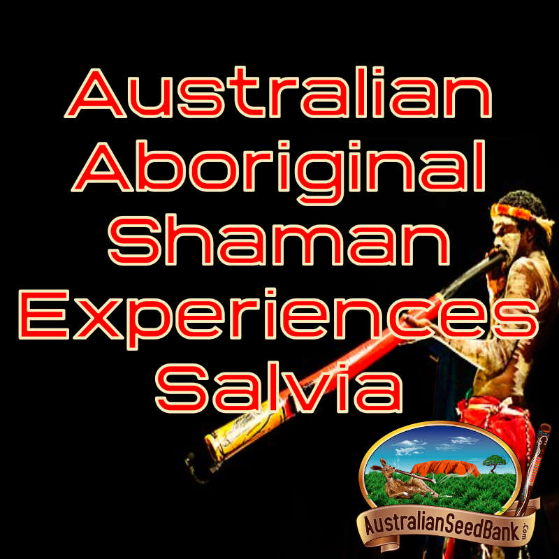 Australian Aboriginal Shaman Experiences Salvia