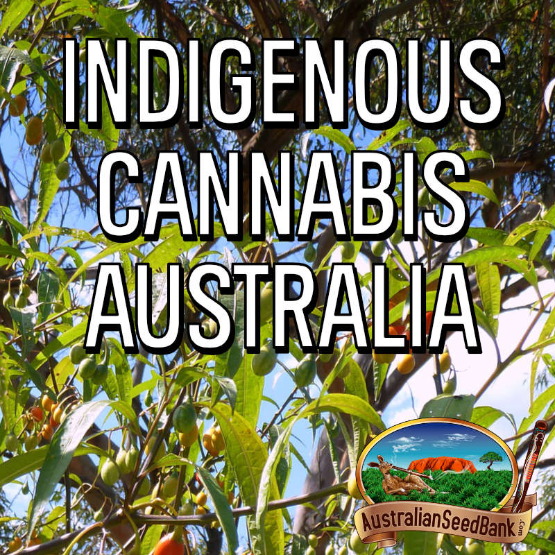 Indigenous Cannabis Australia