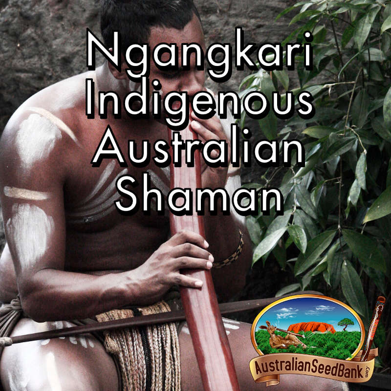 Ngangkari Indigenous Australian Shaman
