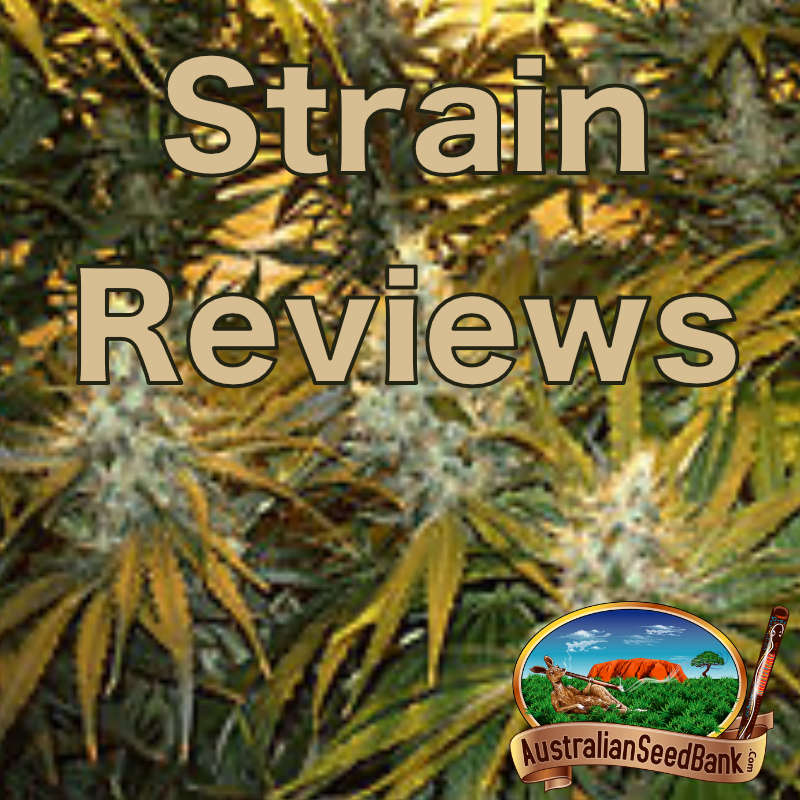 Strain Reviews