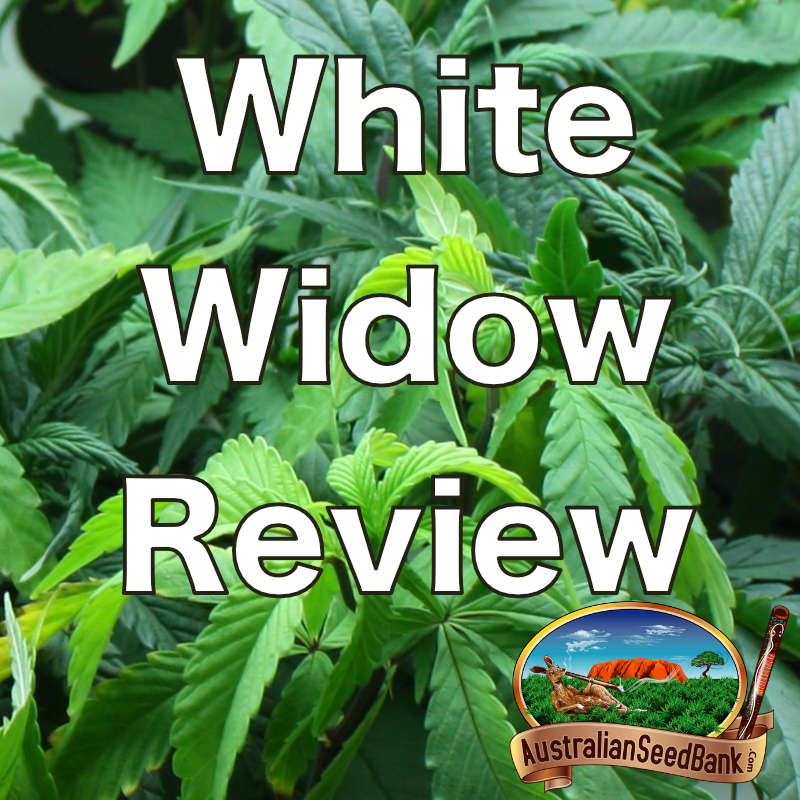 White Widow Review